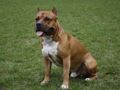 American Staffordshire Terrier