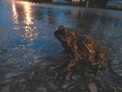 American Toad