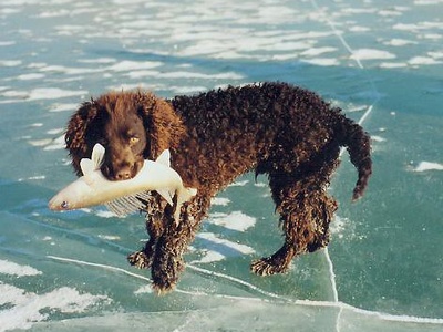 American Water Spaniel