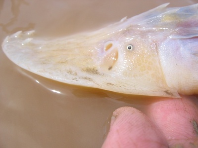 Amu Darya shovelnose sturgeon