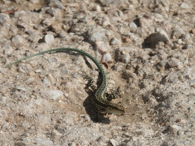 Anatolian rock lizard