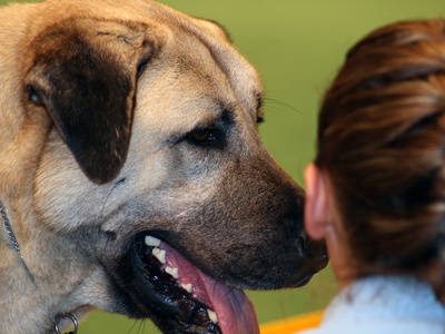 Anatolian Shepherd Dog