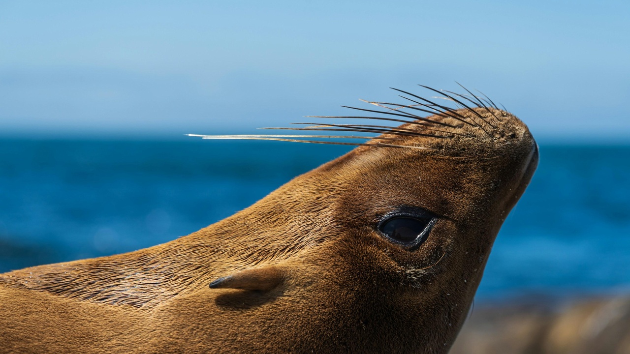 Close-up comparison of a sea lion head with visible ear flap and a harbor seal rounded head profile
