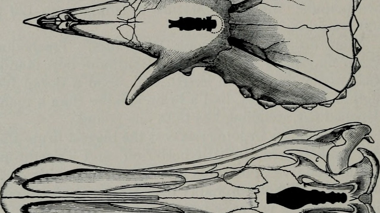 Rodent skull and incisors close-up showing dental anatomy