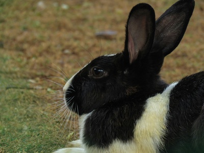 Annamite striped rabbit
