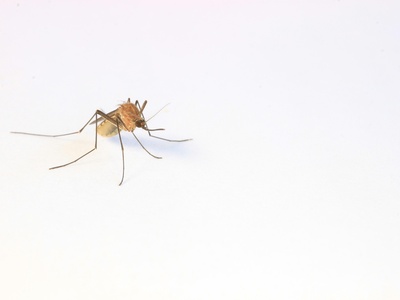 Anopheles mosquitoes