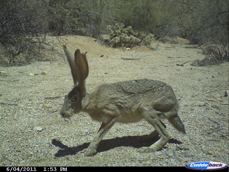 Mammals of Mexico: The Complete List - Flora Fauna Fun