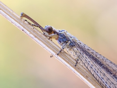 Antlion