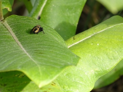 Apache jumping spider