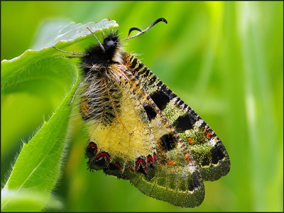 Apollo butterfly