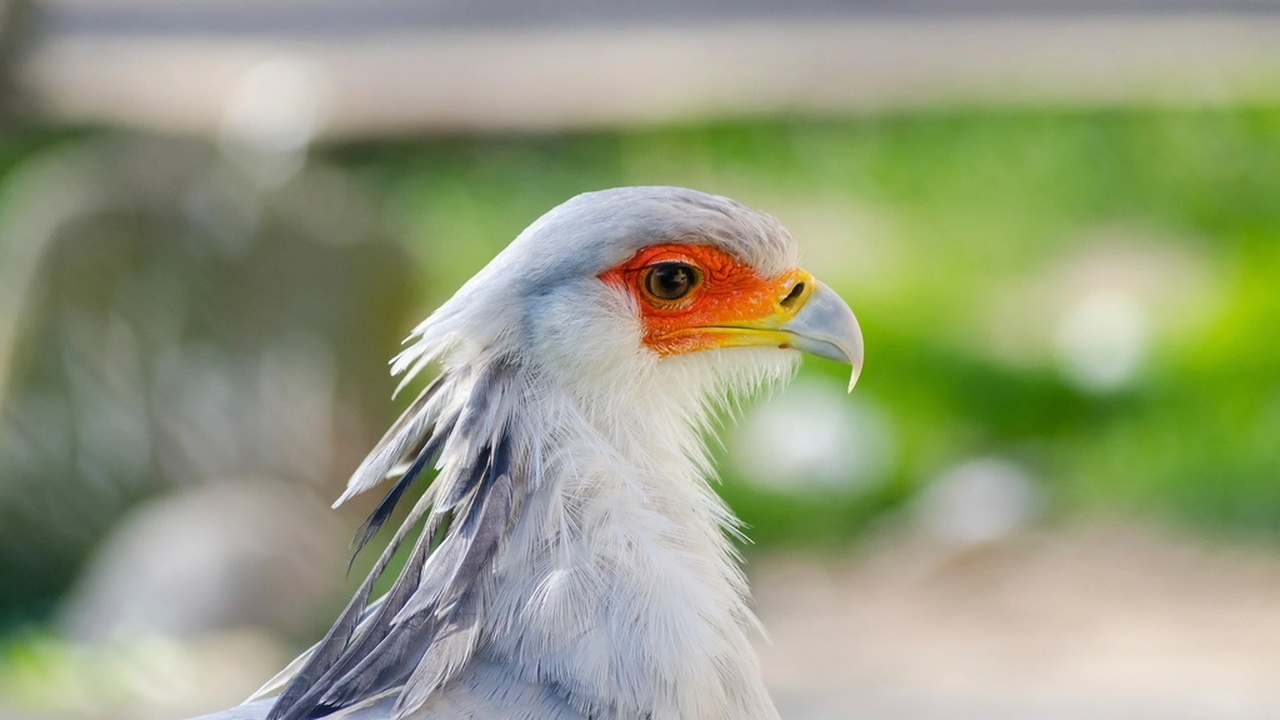 Close-up comparisons of vulture and buzzard head and silhouettes