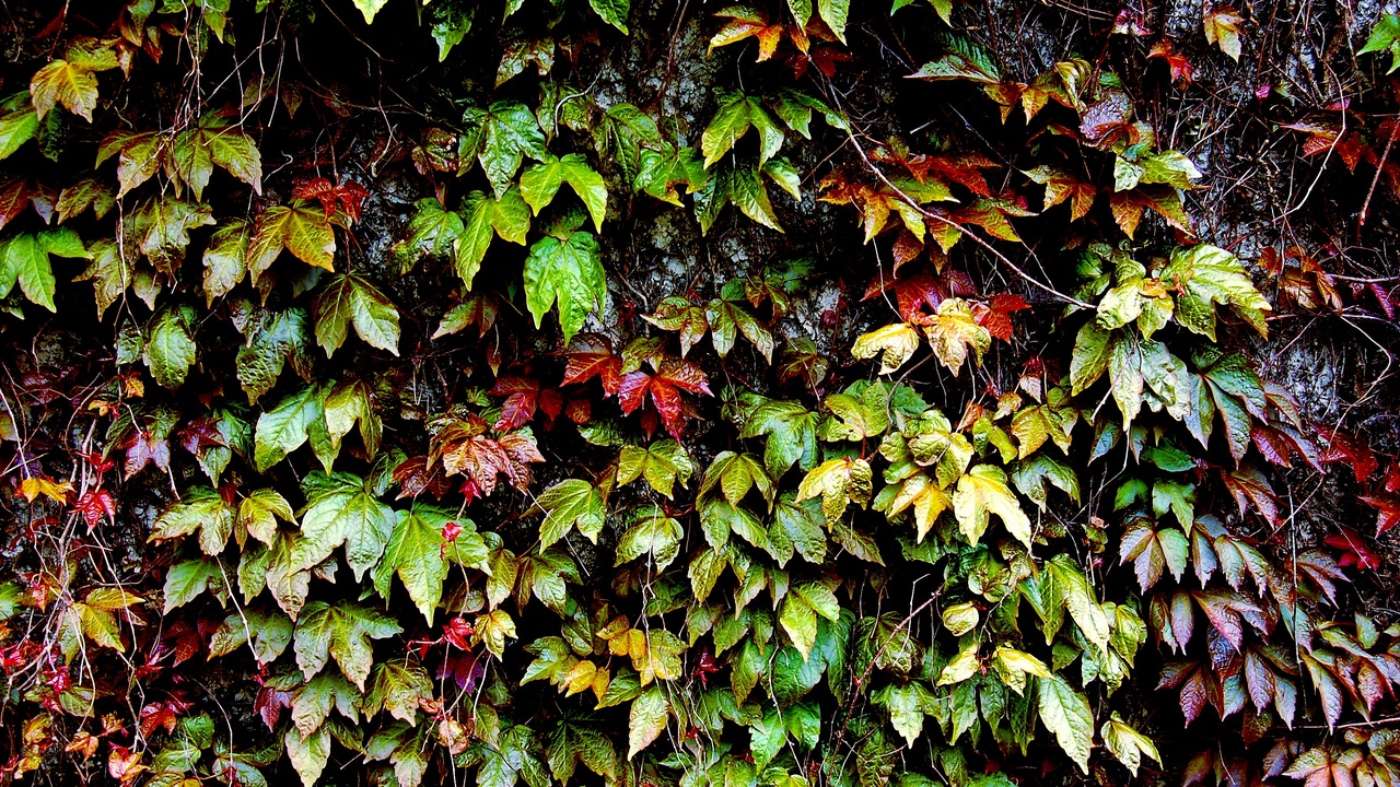 Comparison of English ivy and Boston ivy leaves and growth