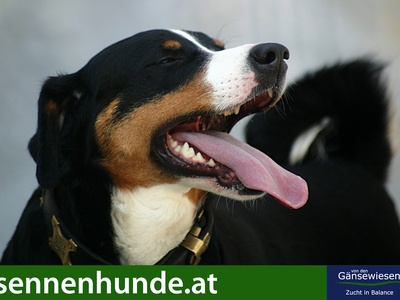 Appenzeller Sennenhund