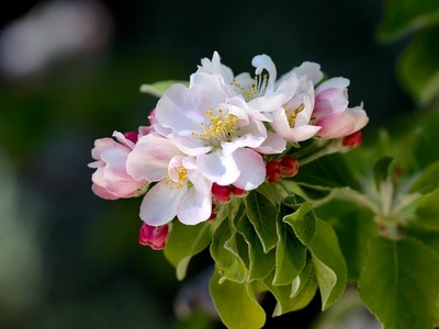 Apple blossom