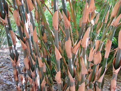 Apus bamboo