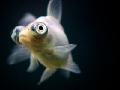 Aquarium/ornamental goldfish