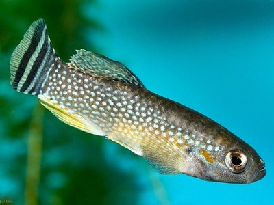 Arabian killifish