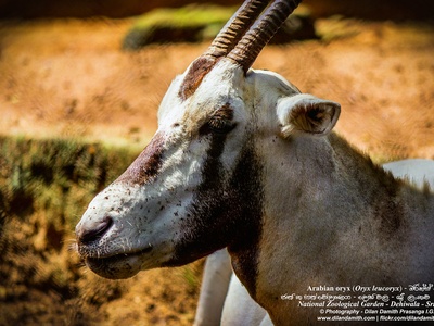 Arabian oryx