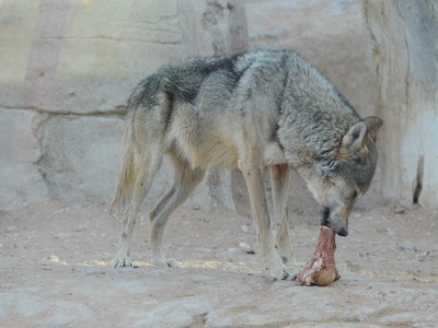 Arabian wolf
