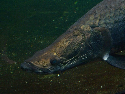 Arapaima (Pirarucu)