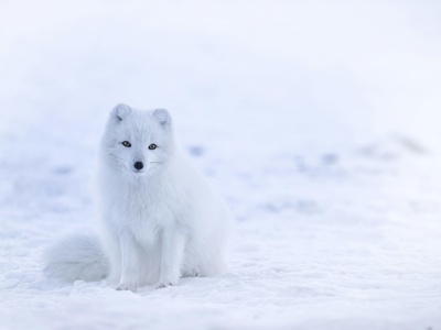 Arctic fox