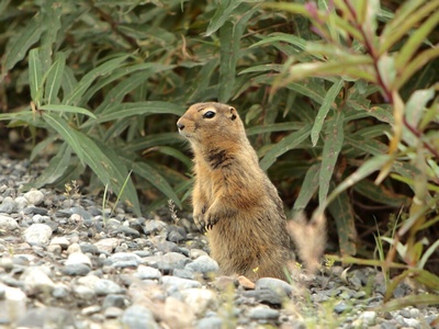 Arctic ground squirrel