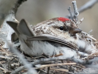 Arctic redpoll (Hoary)