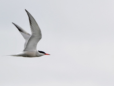 Arctic tern