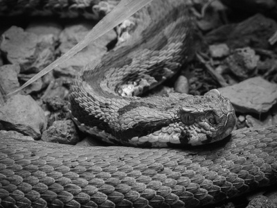 Armenian viper
