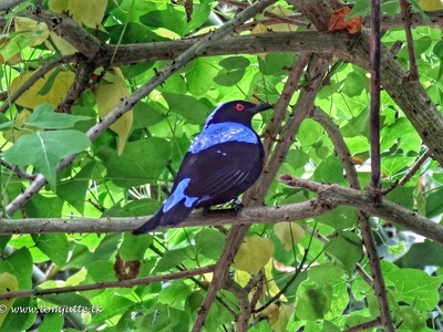 Asian fairy-bluebird
