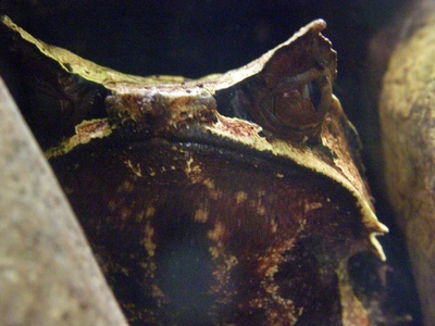 Asian horned frog