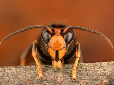 Asian hornet