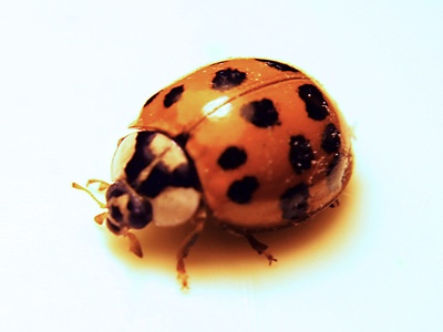 Asian lady beetle