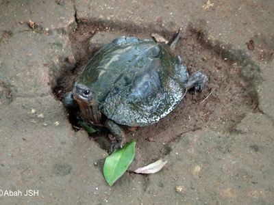 Asian leaf turtle