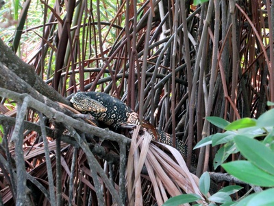 Asian water monitor