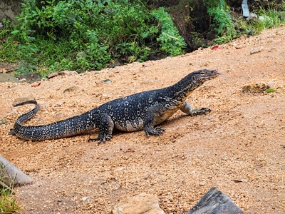 Asian water monitor