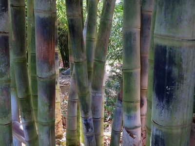 Asper bamboo