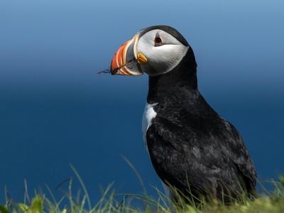 Atlantic puffin