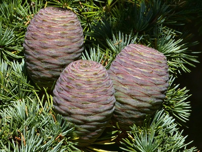 Atlas cedar