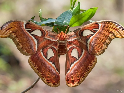 Atlas moth
