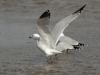 Audouin's Gull