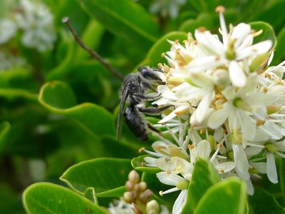 Australian blackthorn