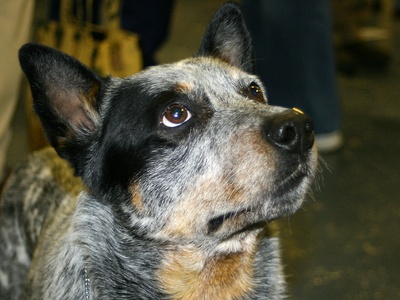 Australian Cattle Dog