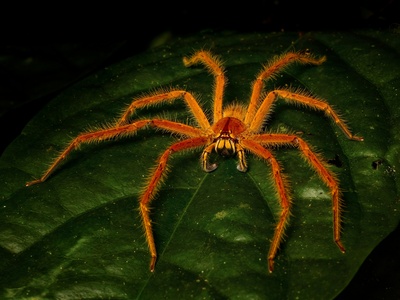Australian pumpkin spider