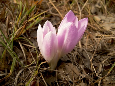 Autumn crocus (meadow saffron)