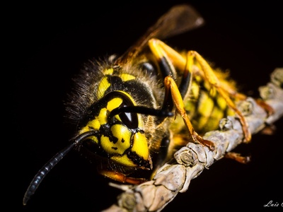 Avispa chaqueta amarilla