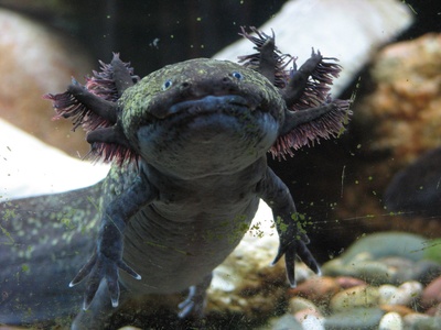 Axolotl