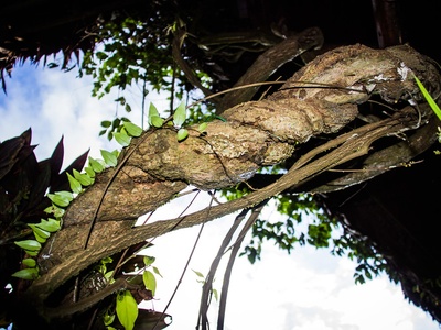 Ayahuasca vine