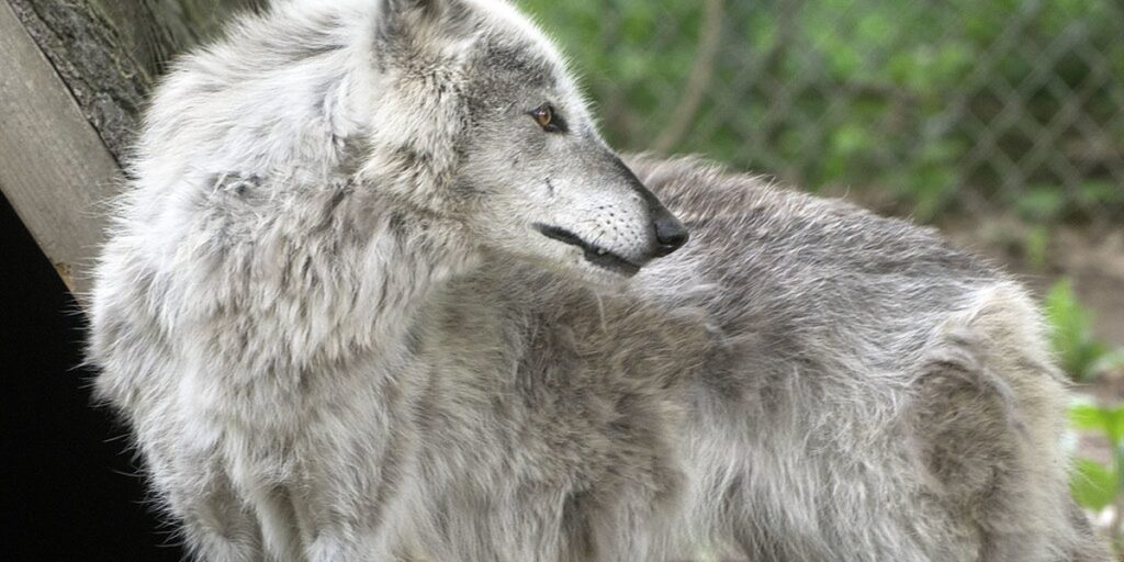 Uzbek Dogs Animals of Uzbekistan: The Complete List - Flora Fauna Fun