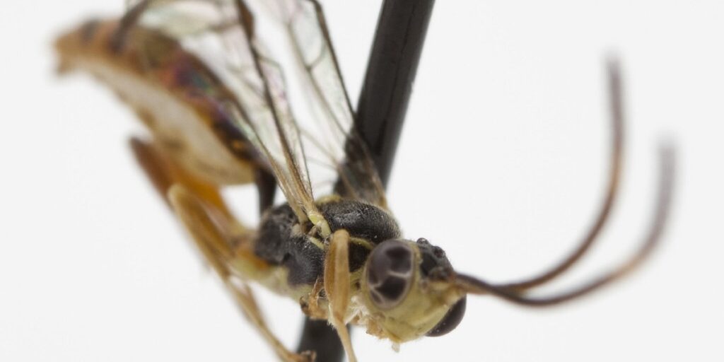 Tigani Insect Taiga Insects: The Complete List - Flora Fauna Fun